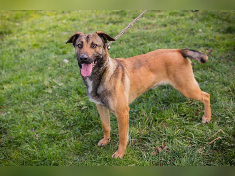 JASPER - im Tierheim habe ich großen Stress, deshalb suche ich dringend ein ruhiges Zuhause!