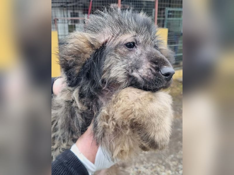 Welpe NIKI - wer schenkt mir sein Herz und ein liebevolles Zuhause?