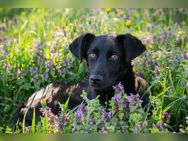 Welpe Chip-Nr. 258412 - lernnen, kuscheln, spielen - wer schenkt mir ein Zuhause?