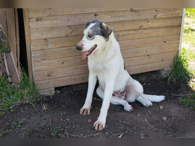 FLY - die nette und aufgeschlossene Hündin liebt Menschen und andere Hunde