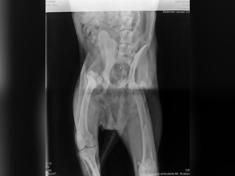 YONDU - lernen, kuscheln, Spiel + Spaß... wer zeigt mir die große weite Welt?