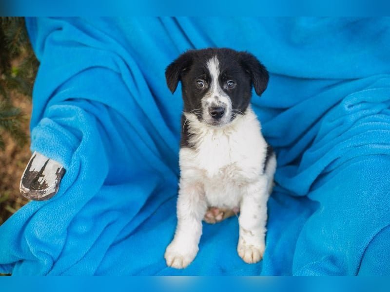 Welpe SNOW - wer schenkt mir einen Platz in seinem Herzen und ein liebevolles Zuhause?