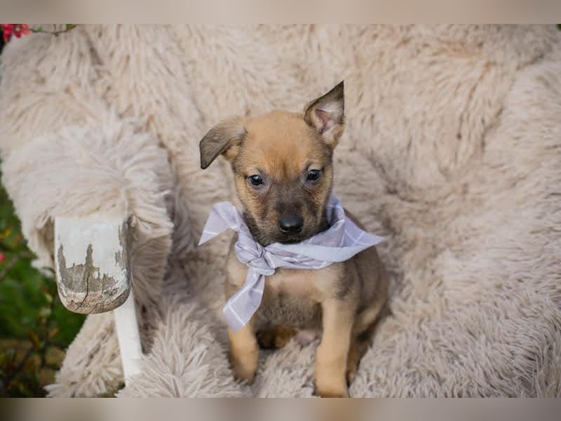 Welpe AMARETTO - kuscheln, spielen, lernen - wer zeigt mir, wie schön ein Hundeleben sein kann?