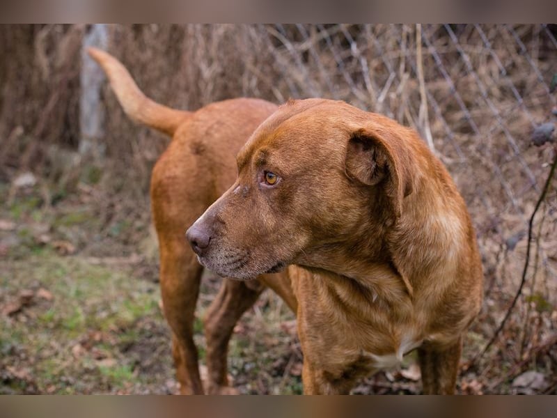 LIO - der hübsche Rüde möchte mit seiner Familie die Welt entdecken!