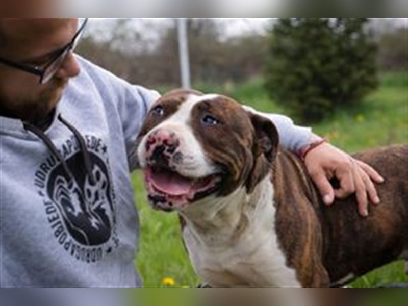STEVEN - Freundlich und liebesbedürftig, aber leider ein Listenhund.