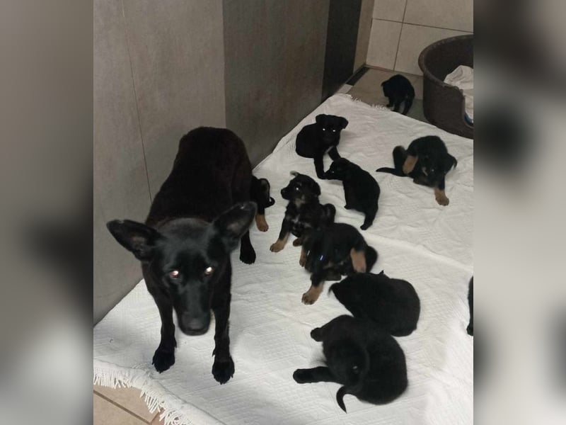 SONJA - ich möchte mit dir schmusen, lernen, spazieren gehen... schenkst du mir ein Zuhause?
