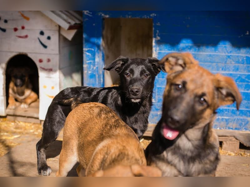 Welpe MIRA - na, kleines Mädchen, heute schon geknuddelt?
