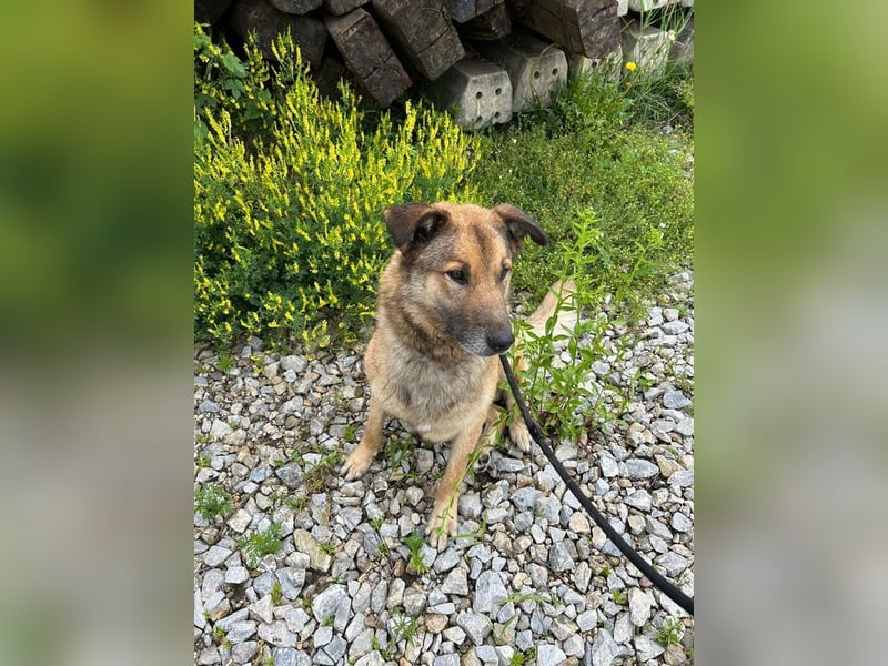 ALEX - der freundliche und liebe Rüde möchte gerne beachtet und umsorgt werden