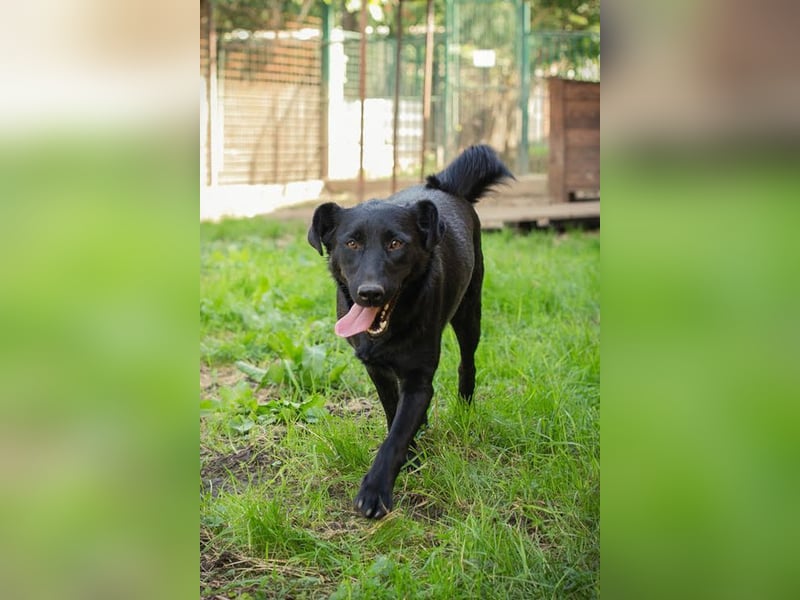 SARA - die fröhliche und freundliche Hündin freut sich auf ihre eigene liebe Familie