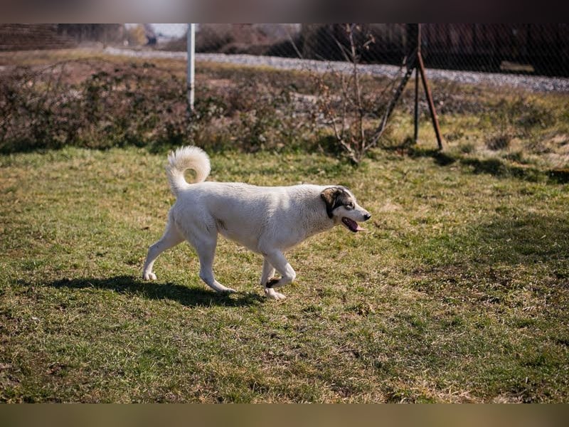 FLY - die nette und aufgeschlossene Hündin liebt Menschen und andere Hunde