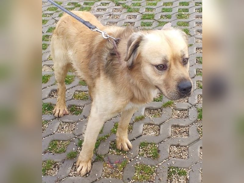 TUGDIL - ich gehe bereits toll an der Leine und suche eine konsequente Familie!