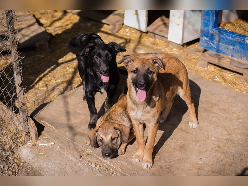Welpe MIRA - na, kleines Mädchen, heute schon geknuddelt?