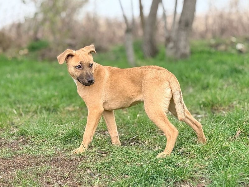 GRACE - die aktive, verspielte und menschenbezogene Maus sucht ein liebevolles Zuhause!