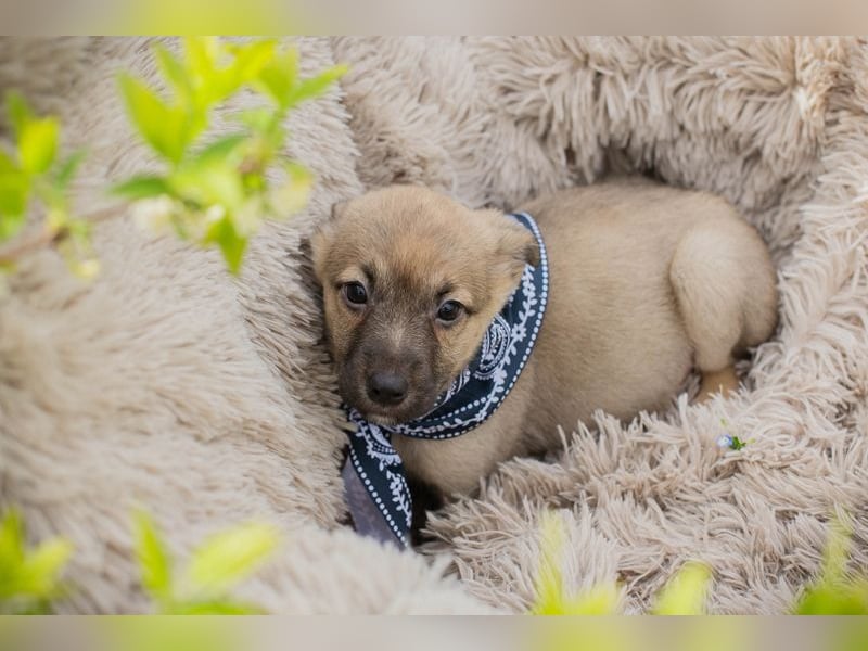 Welpe JAMIE - ich freue mich auf ein tolles Für-Immer Zuhause!