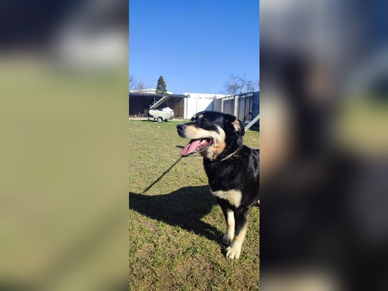 Internes Zuordnungsmerkmal 13L - ich suche einen tollen Namen und ein eigenes Zuhause!