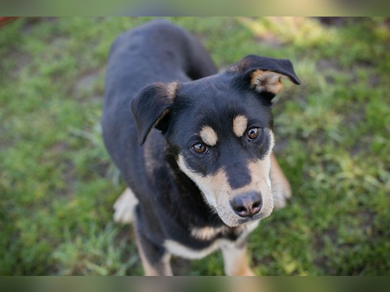 Chip-Nr. 271760 - ich suche ein liebevolles Zuhause in dem ich ein echtes Familienmitglied bin!