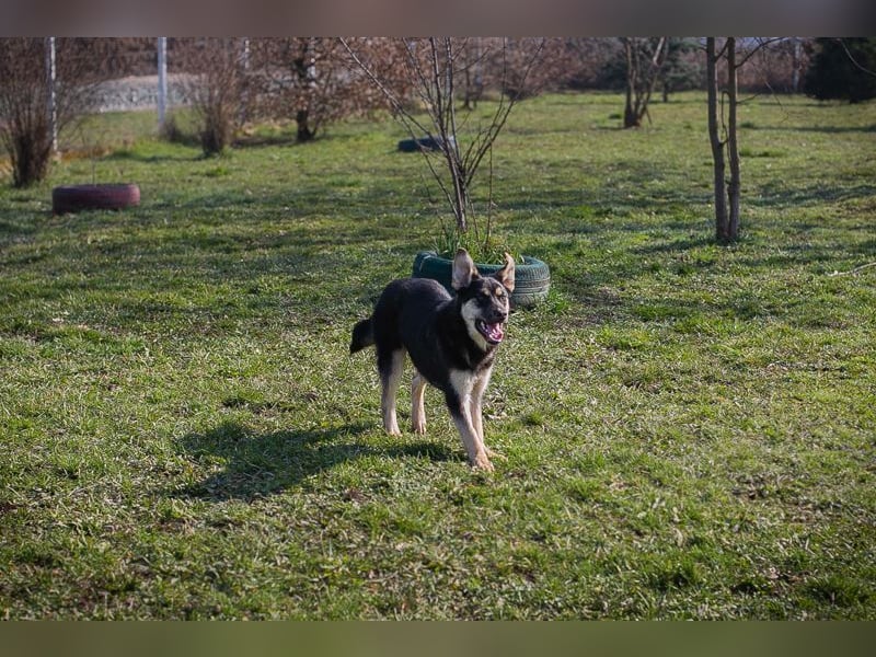 RIVER - wenn ich groß bin möchte ich ein richtiger Familienhund sein!