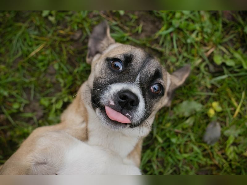 Welpe MAIKE - die aufgeschlossene, fröhliche kleine Maus freut sich auf ihre eigene Familie!