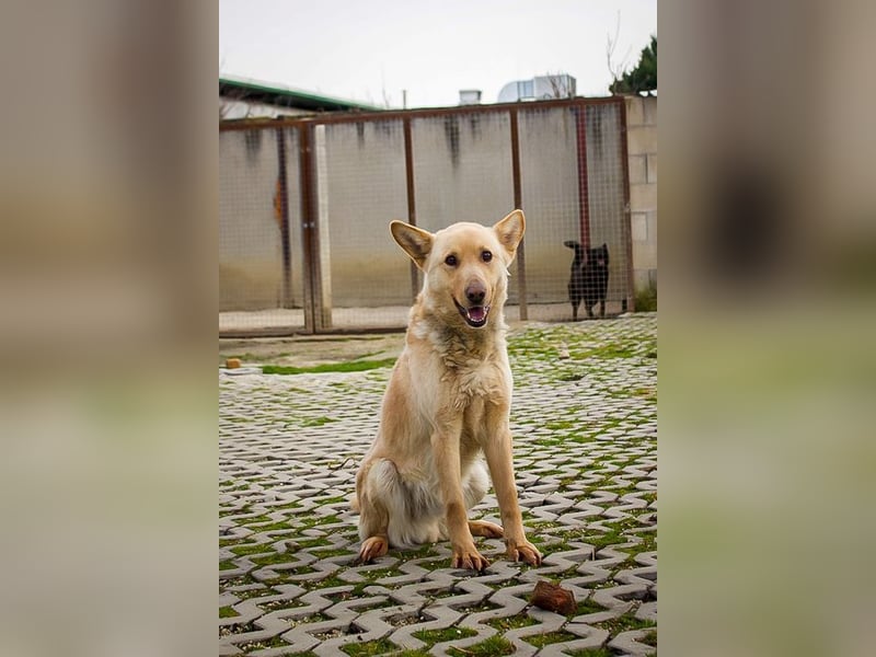 MATEL - der hübsche, freundliche Rüde sucht Menschen mit Hundeerfahrung