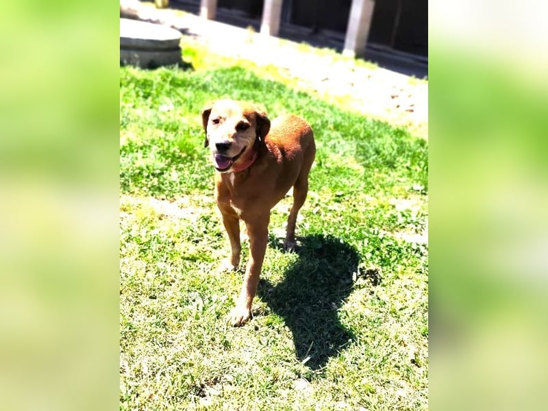 TOBI - der menschenbezogene Rüde ist im Tierheim sehr traurig und sucht ein liebes Zuhause...