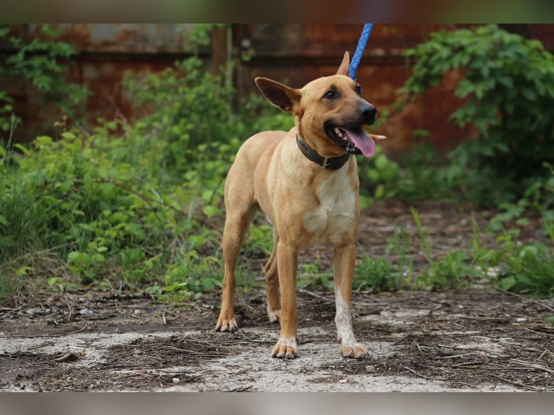 AXEL - der energische, intelligente und verspielte Rüde sucht eine aktive Familie