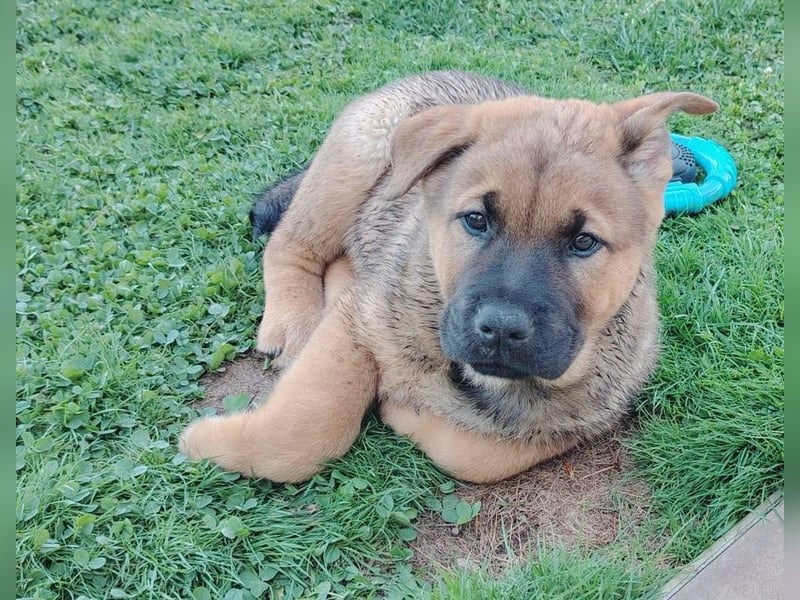 Welpe CHOPPER - der kleine Mann freut sich auf tolle Abenteuer mit seiner Familie!