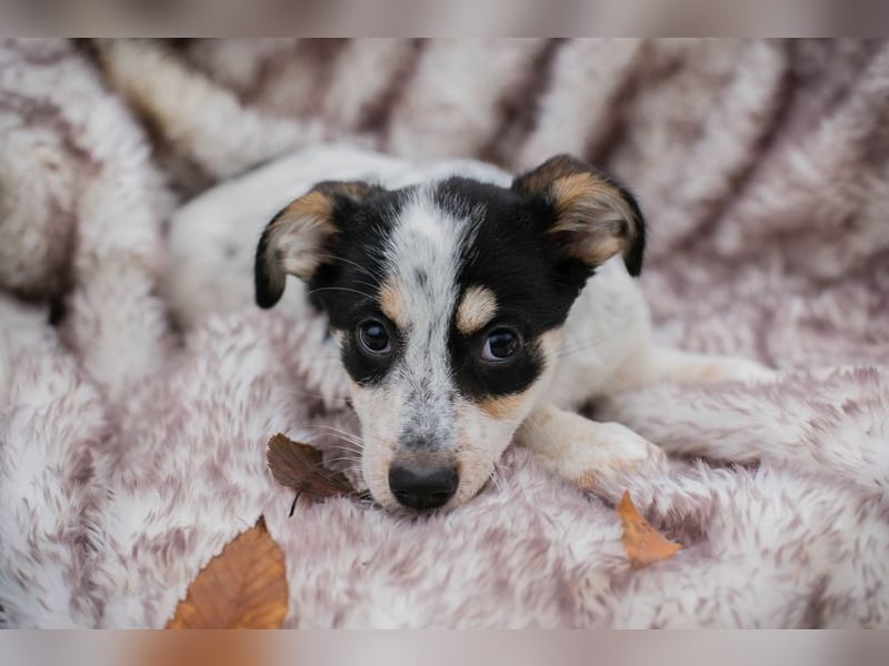 Welpe Chip-Nr. 253319 - die kleine Maus wartet sehnsüchtig auf eine eigene Familie!