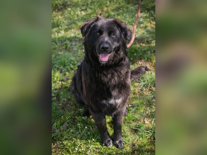 Chip-Nr. 270037 - ich wünsche mir eine Familie die mich liebt und mich nie mehr alleine lässt