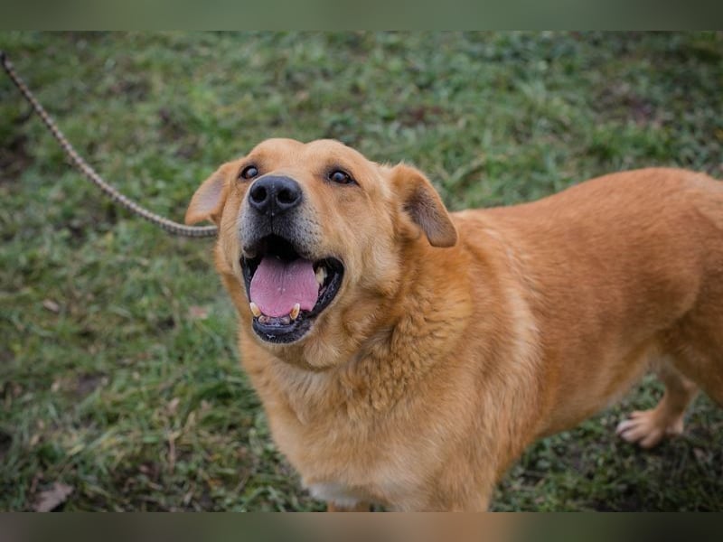 TYLER - schenkst du mir ein Für-Immer Zuhause?