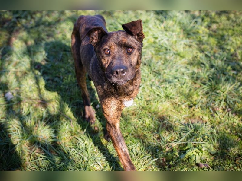 LEHMANN - der hübsche Rüde sucht ein liebevolles Für-Immer Zuhause