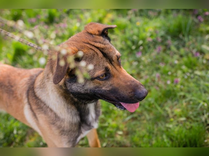 JASPER - im Tierheim habe ich großen Stress, deshalb suche ich dringend ein ruhiges Zuhause!