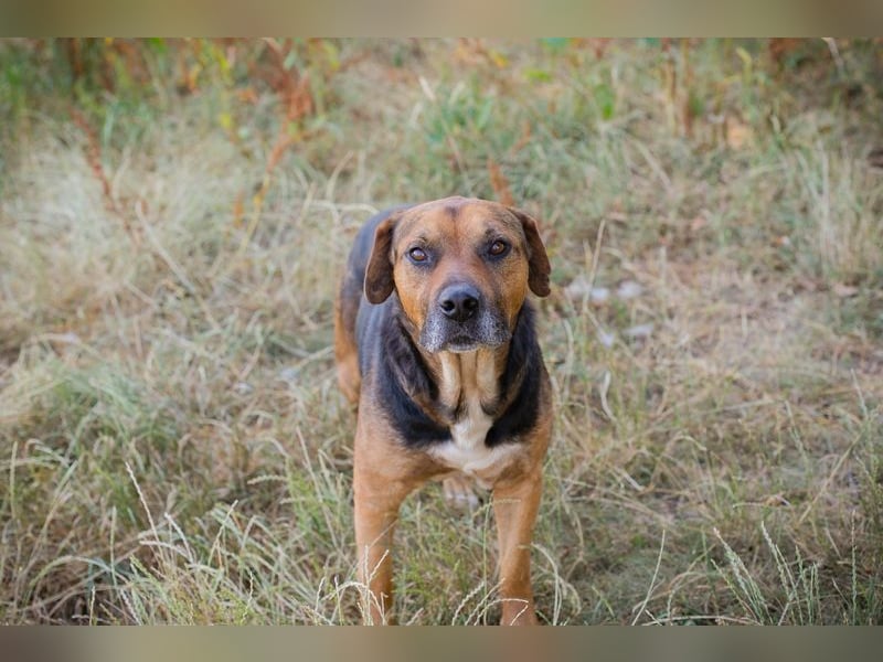 JONNY - der liebe Schatz sucht ein ruhiges, liebevolles Für-Immer Zuhause