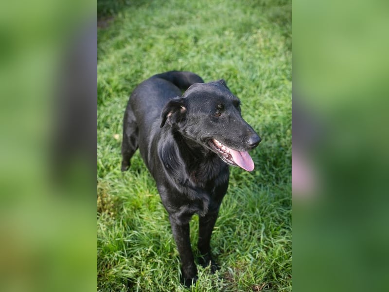 INGMAR - der brave, menschenbezogene und lernwillige Rüde sucht seine Menschen