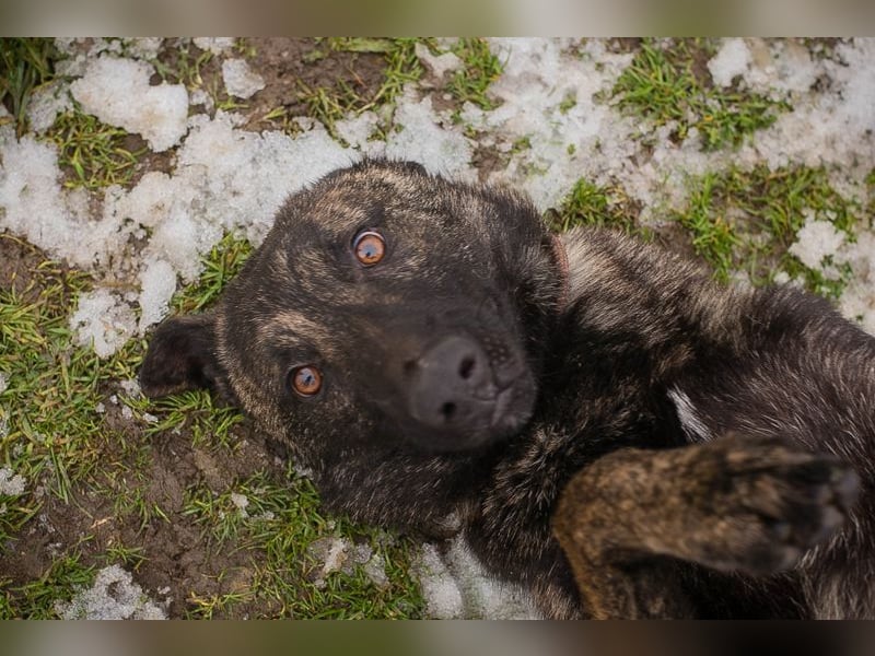 FILOU - lernen, spielen, kuscheln - wer schenkt mir ein tolles Zuhause?