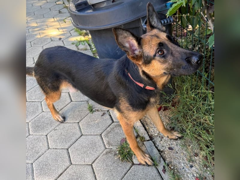 NAYRA - die ruhige, sanfte und anhängliche Hündin wünscht sich so sehr ein eigenes Zuhause...