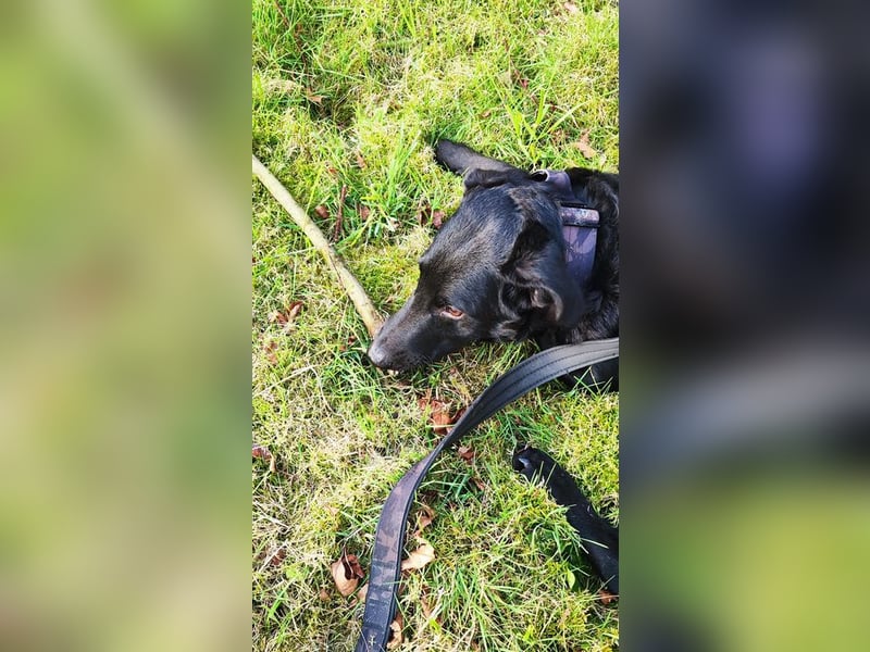 BAGHEERA - der aktive und aufgeweckte Rüde sucht ein tolles Für-Immer Zuhause!