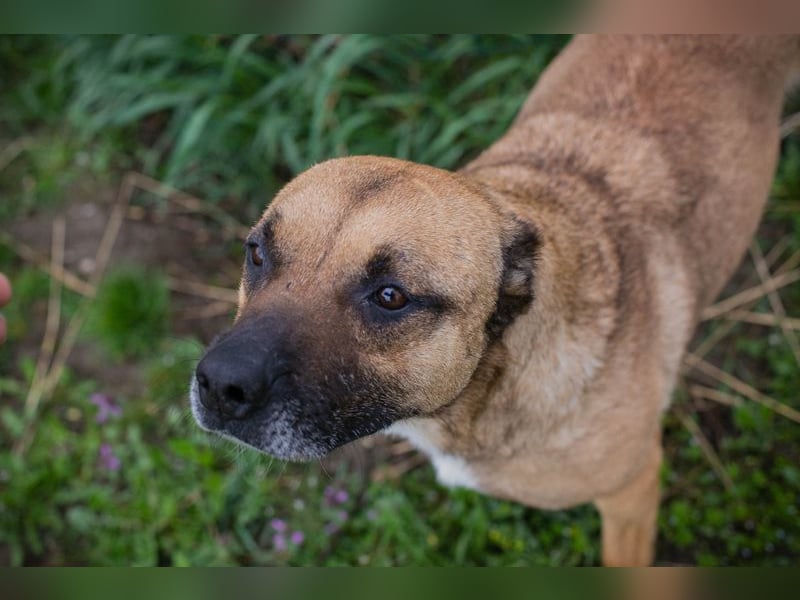 BERTA - neugieriger Balljunkie mit kleinem Handicap sucht Menschen mit Hundeerfahrung