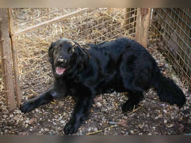 LIBERTY - die fröhliche, aufgeschlossene Hündin träumt von einem liebevollen Zuhause