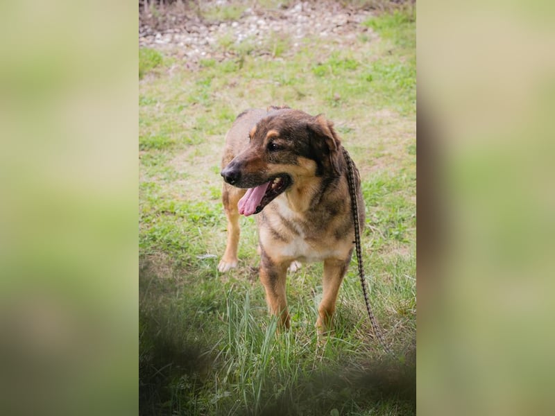 SANAJ - der liebe Rüde mit dem treuen Blick sucht sein Für-Immer Zuhause
