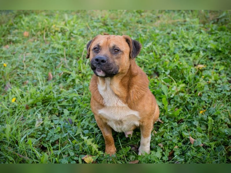 PEPE - diese coole Socke sucht eine aktive Familie mit viel Zeit und Hundeverstand