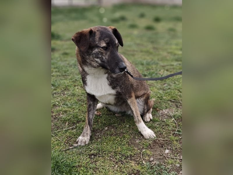 LUCY - die liebe und freundliche Hündin sucht eine unternehmungslustige Familie!