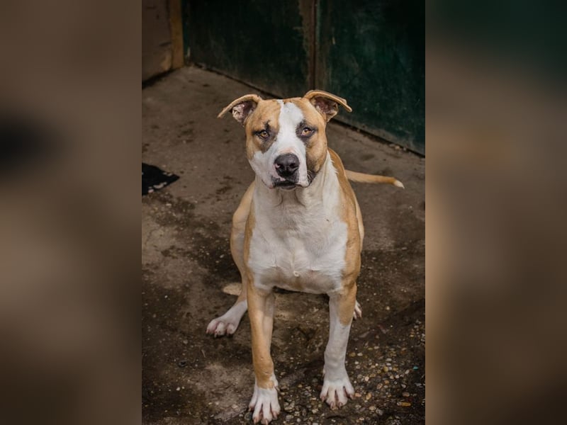 FERRO - der hübsche Junge liebt die Menschen und wünscht sich ein tolles Zuhause