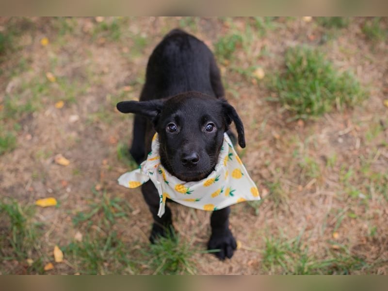 Welpe Chip-Nummer 269791 - die süße Hündin freut sich auf ein eigenes liebevolles Zuhause