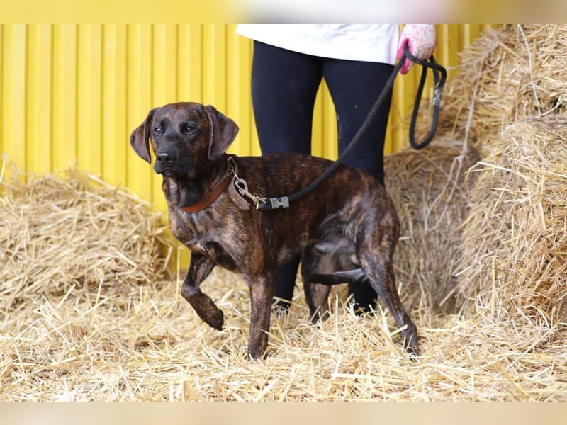 REX - Aktiv, verspielt, zurückhaltend.....wer möchte mit ihm lange Spaziergänge machen???