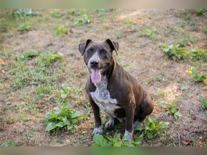 LADY - die ruhige, souveräne und gehorsame Hündin freut sich auf ihre eigene Familie