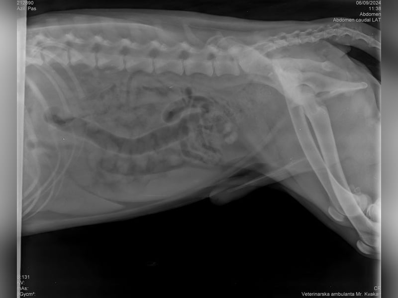 YONDU - lernen, kuscheln, Spiel + Spaß... wer zeigt mir die große weite Welt?