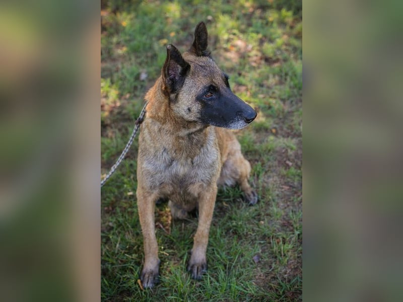 JOSIE - die Malinoishündin (Mix) sucht Menschen, die sich mit dieser Hunderasse etwas auskennen