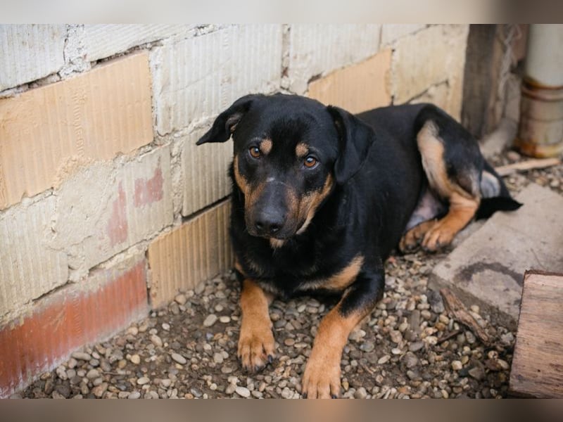 MARLEY - ich bin noch etwas zurückhaltend und suche eine liebevolle, geduldige Familie!