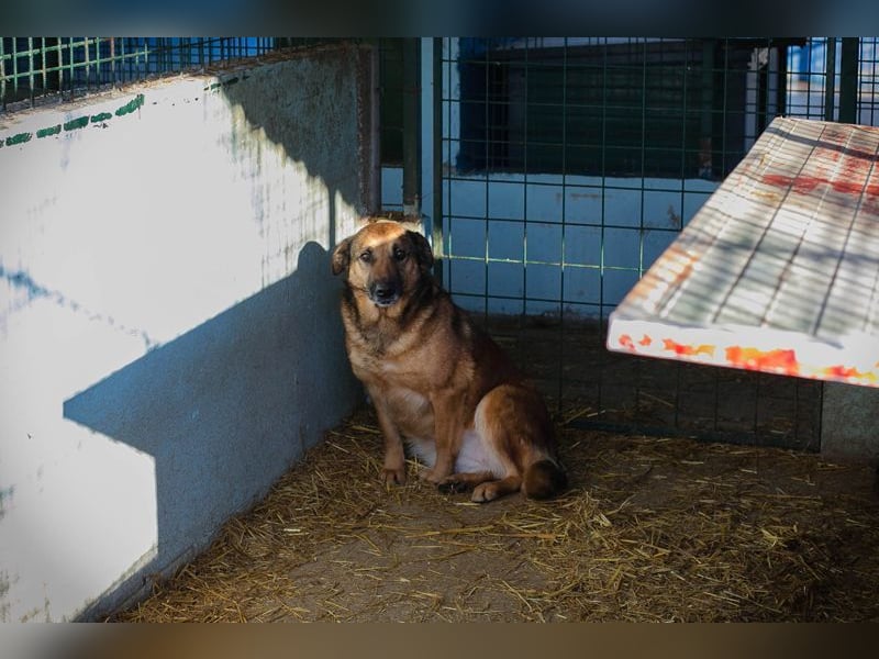 Chip-Nr. 2159858 - die liebe Hündin möchte so gerne ein Teil DEINER Familie sein!