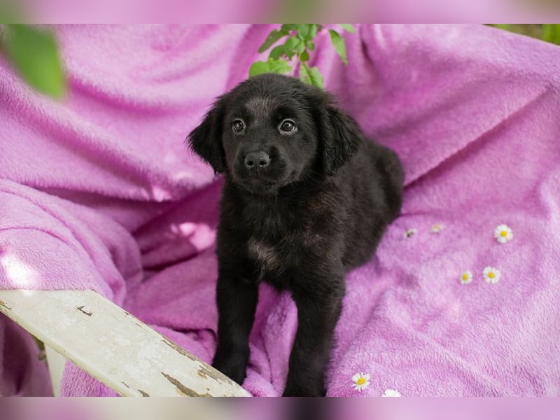 Welpe LOTTI - das goldige kleine Mädchen mit den Kulleräuglein sucht ein liebevolles Zuhause!